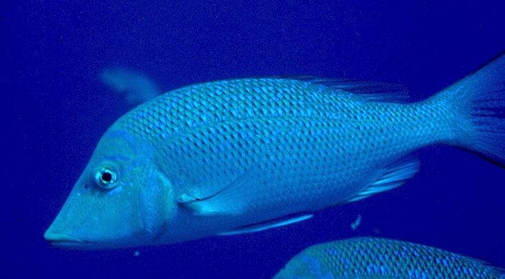 Lethrinus olivaceus